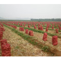 Nouvelle Crop Oignon Rouge Frais (5-7cm)